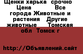 Щенки харька! срочно. › Цена ­ 5 000 - Все города Животные и растения » Другие животные   . Томская обл.,Томск г.